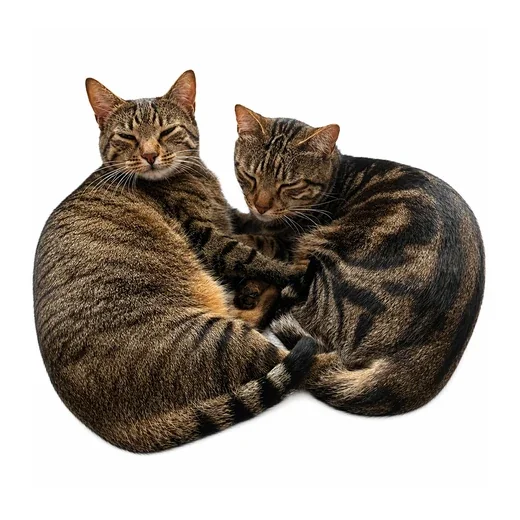 Kofi & Moka